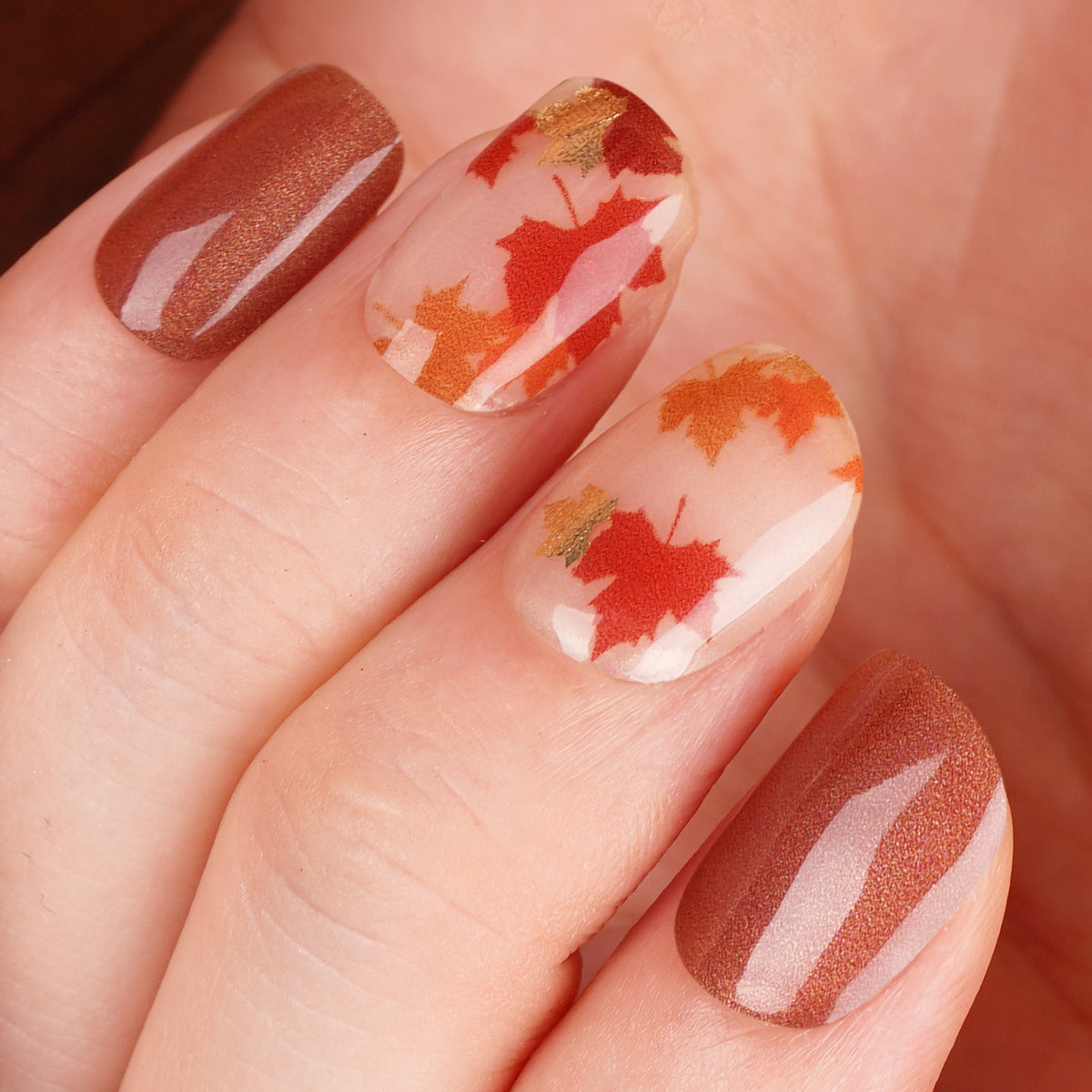 Maple-2811