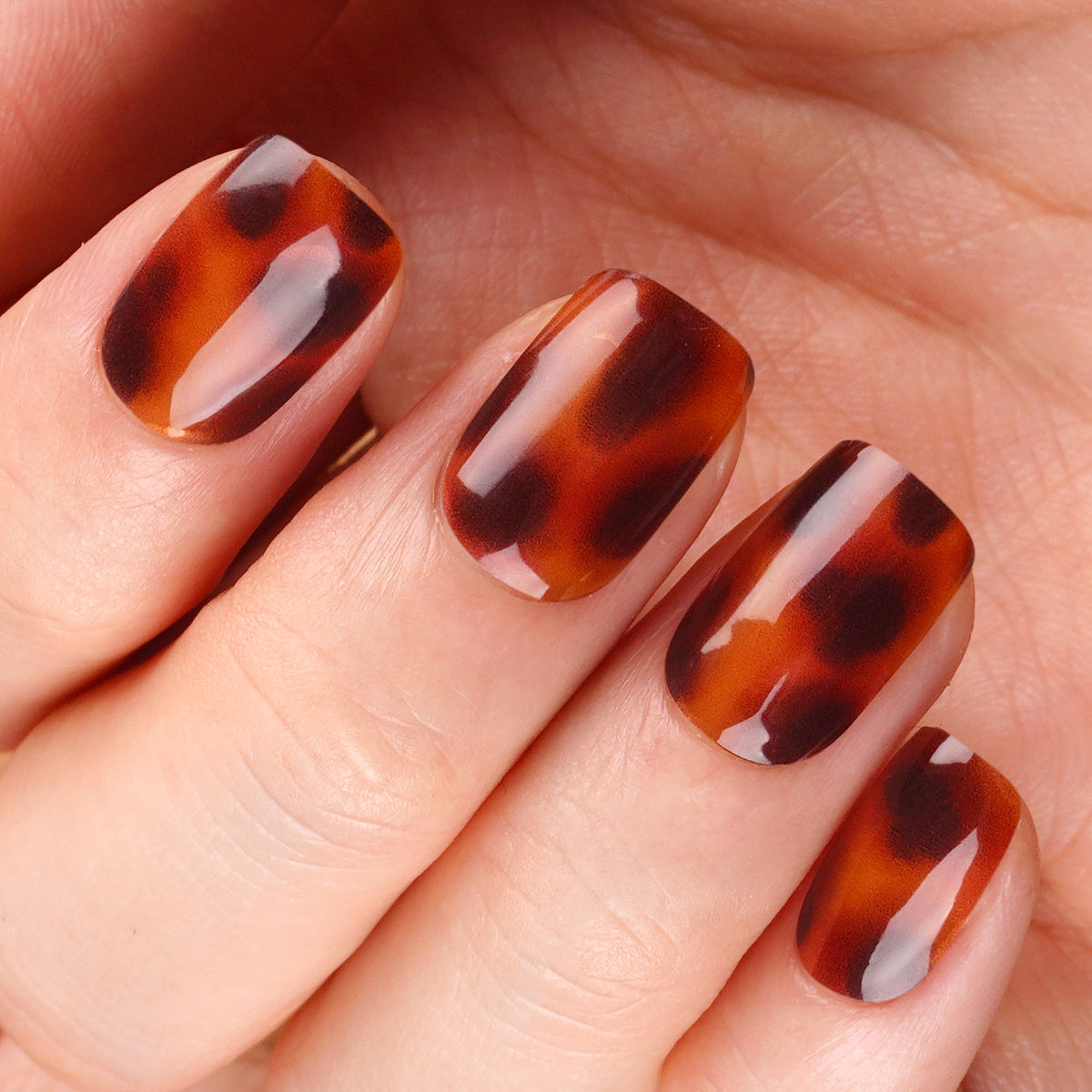 Tortoise Glow-2805
